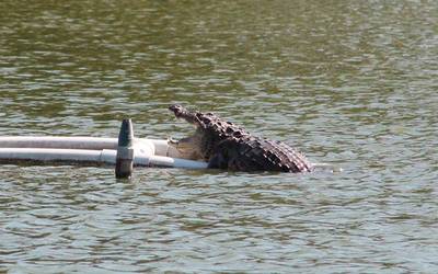 Capturan a cocodrilo que estaba en canal a cielo abierto cerca de laguna el  carpintero en Tampico - El Sol de Córdoba | Noticias Locales, Policiacas,  sobre México, Veracruz y el Mundo