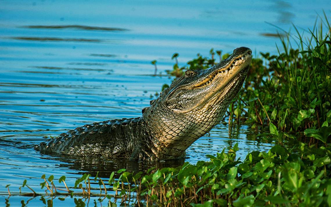 Capturan a cocodrilo que estaba en canal a cielo abierto cerca de laguna el  carpintero en Tampico - El Sol de Córdoba | Noticias Locales, Policiacas,  sobre México, Veracruz y el Mundo