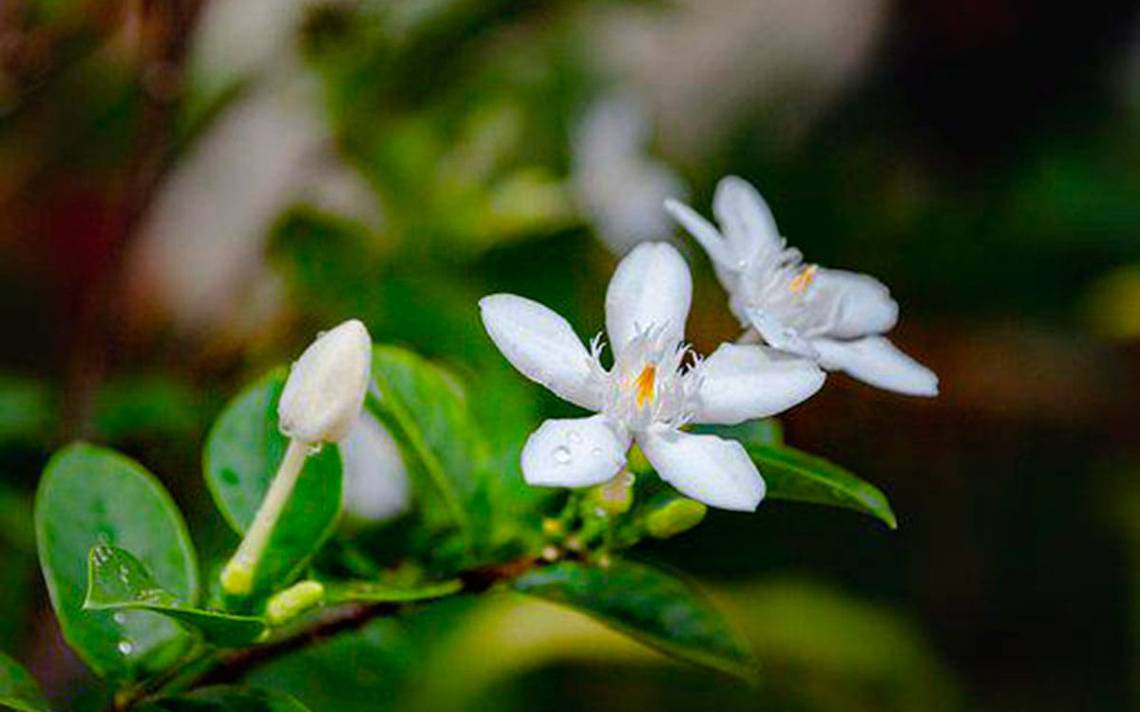 De dónde nació el nombre de Fortín de las Flores, Veracruz? - El Sol de  Córdoba | Noticias Locales, Policiacas, sobre México, Veracruz y el Mundo