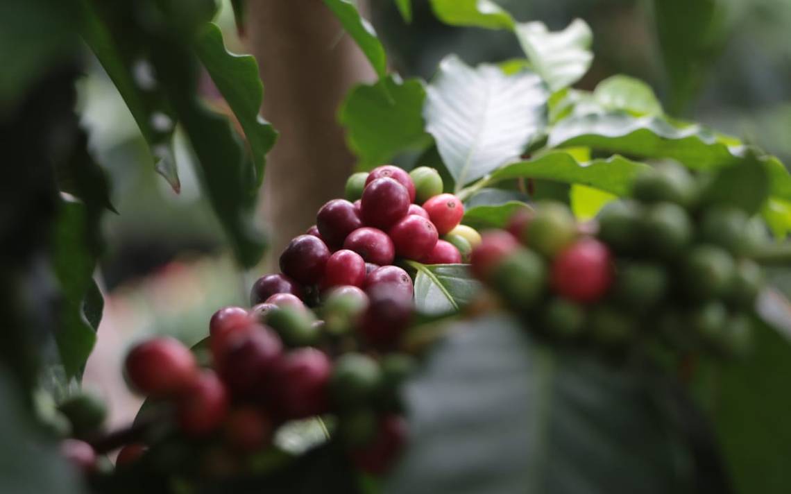 Experto te dice cual es el mejor café de México El Sol