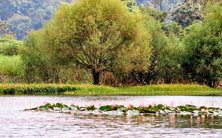 Al cuidar un árbol se salva la vida de muchas especies En el marco del Día  mundial del árbol recuerdan la importancia que tienen en el universo - El  Sol de Córdoba |