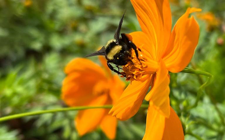 Dónde se ubicará el Jardín Oasis de las Flores y cuándo será inaugurado? -  El Sol de Córdoba | Noticias Locales, Policiacas, sobre México, Veracruz y  el Mundo