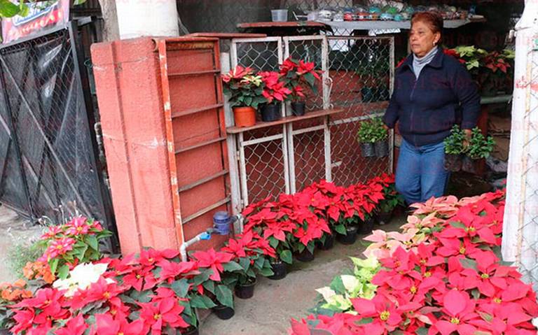 Comerciantes de flor de Nochebuena esperan repunte de ventas crisis bajas  ventas pandemia ventas fin de año - El Sol de Córdoba | Noticias Locales,  Policiacas, sobre México, Veracruz y el Mundo