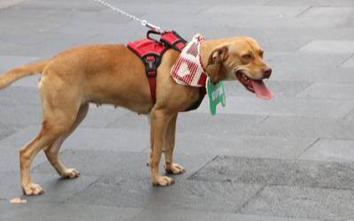 Padrinos con Causa: 3 perritos encuentran hogar tras pasarela ...