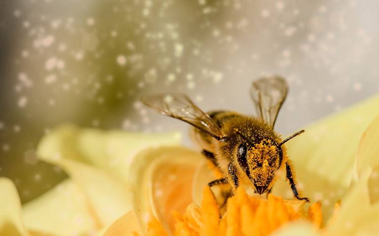 Dónde se ubicará el Jardín Oasis de las Flores y cuándo será inaugurado? -  El Sol de Córdoba | Noticias Locales, Policiacas, sobre México, Veracruz y  el Mundo