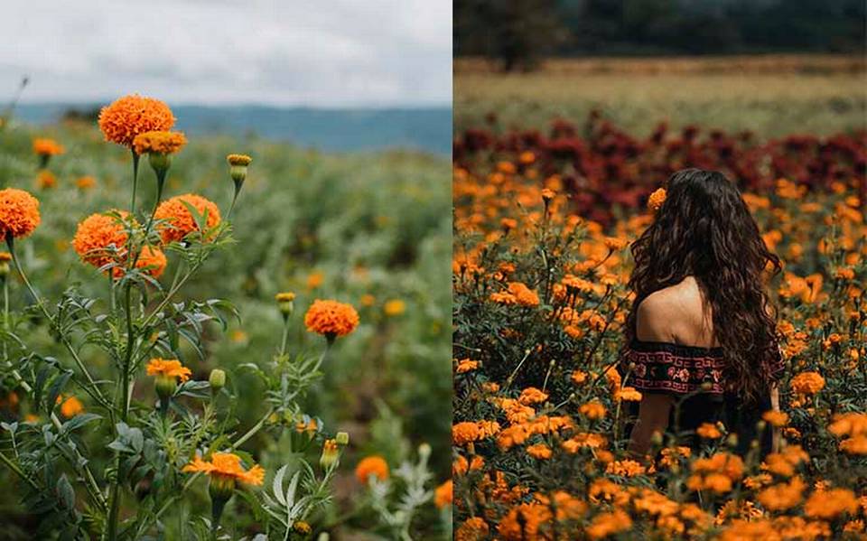 Por qué hay baja venta de flor de cempasúchil en Veracruz? - El Sol de  Córdoba | Noticias Locales, Policiacas, sobre México, Veracruz y el Mundo