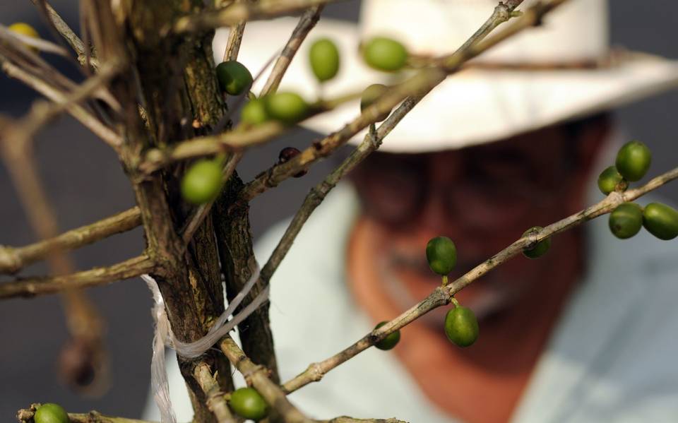 Los productores de Veracruz enfrentan una crisis laboral que podría detener el trabajo agrícola.