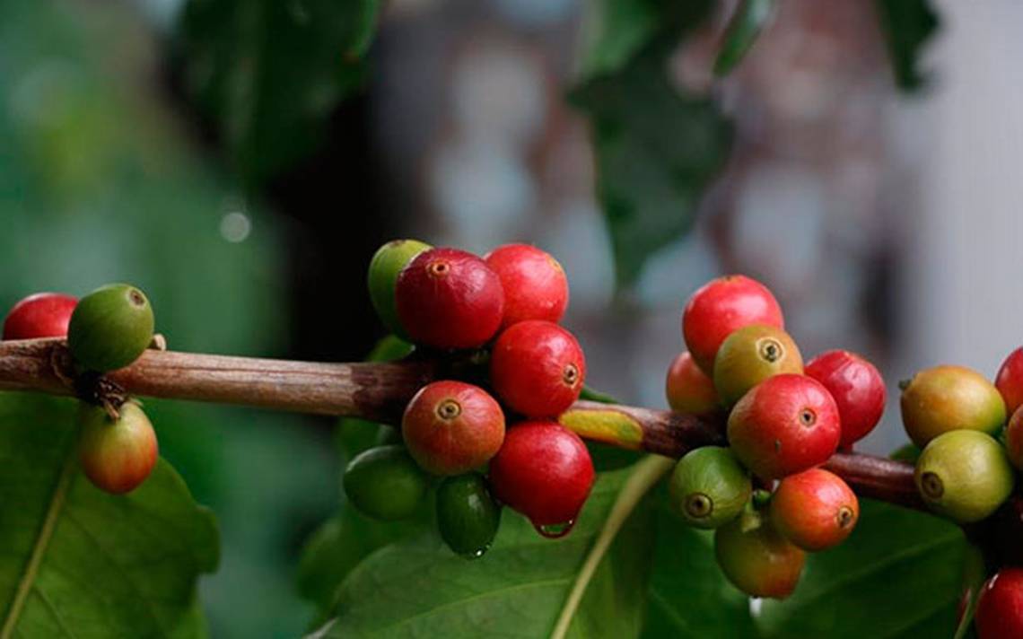 How did the coffee producers in Córdoba fare in the 2021-2022 cycle?  – The Sun of Cordoba