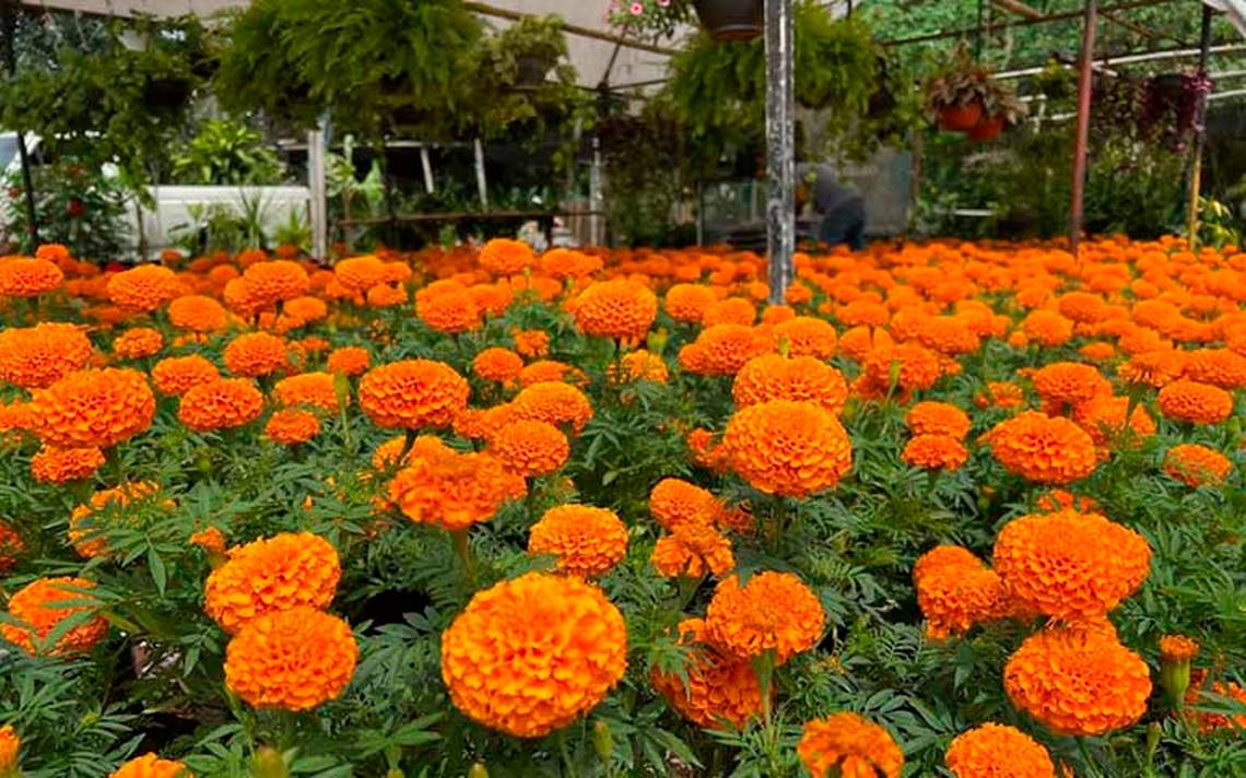 Están listos los floricultores de Fortín para Día de Muertos? - El Sol de  Córdoba | Noticias Locales, Policiacas, sobre México, Veracruz y el Mundo
