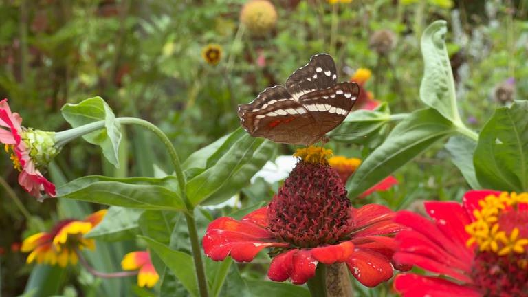 Dónde se ubicará el Jardín Oasis de las Flores y cuándo será inaugurado? -  El Sol de Córdoba | Noticias Locales, Policiacas, sobre México, Veracruz y  el Mundo